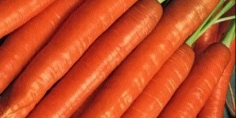 Šargarepa berlicum royal